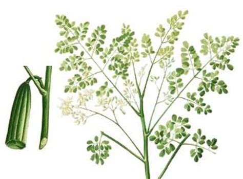 english of malunggay|Malunggay (Moringa oleifera Lam.) .